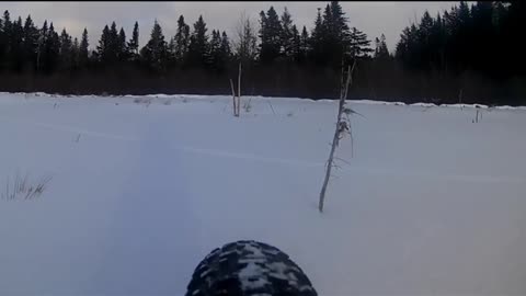 Fat biking on a beaver pond.