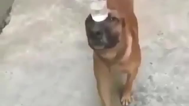 Dog hilariously balances a cup a water in head to impress his owner