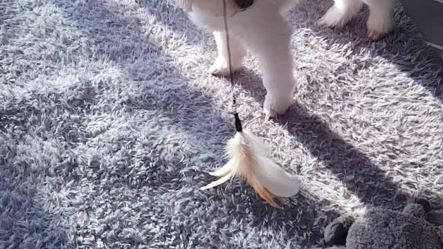 Dog and cat brothers playing together