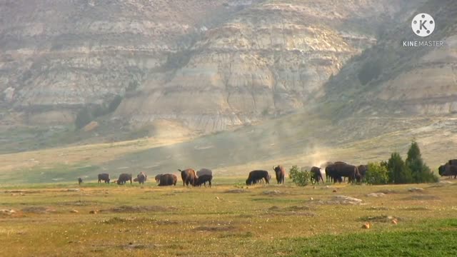 Wild animals are staying near the mountain.