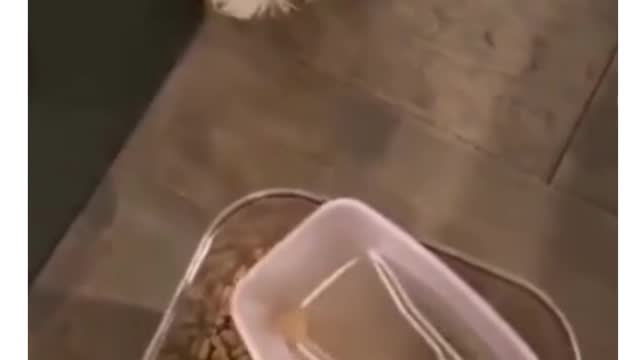 dog gets so mad watch till the end #shorts #funny#pets#animals