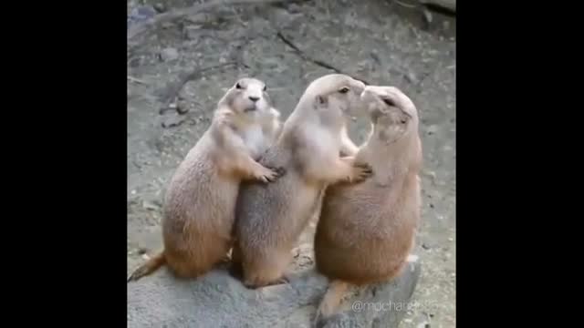 FUNNIEST ANIMALS - Funny and Cute Animal Videos Compilation