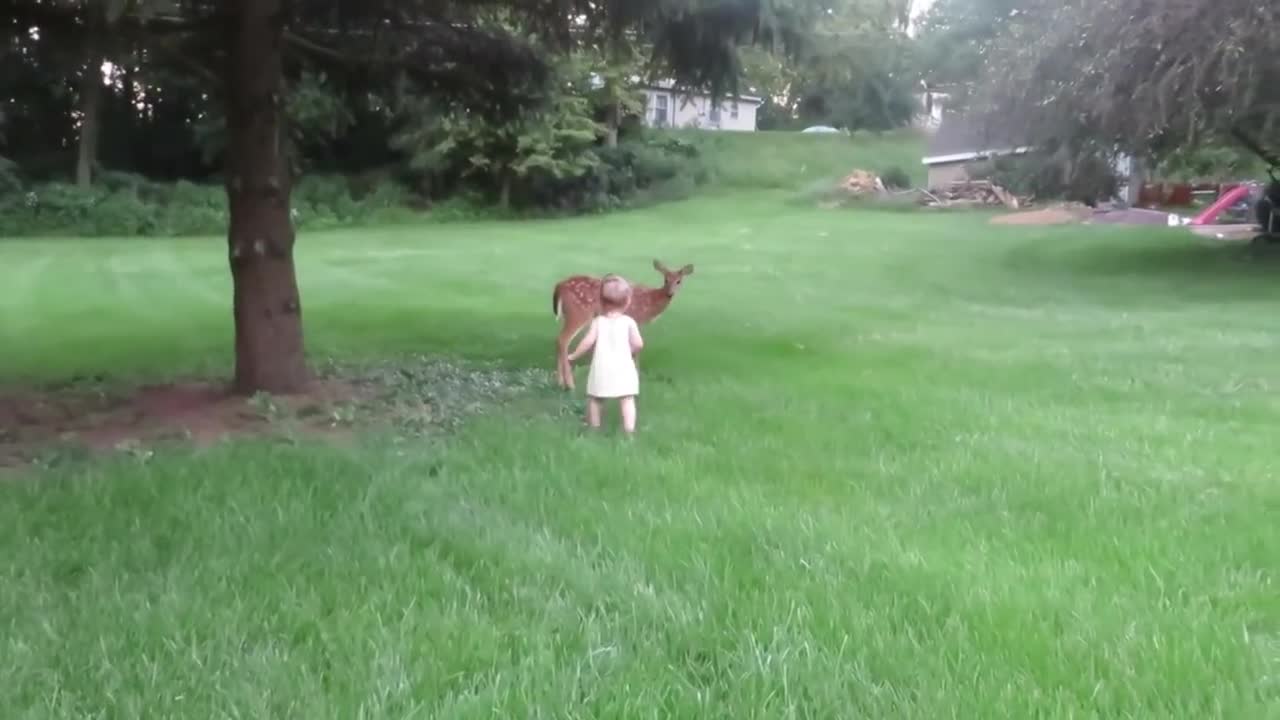 A little girl is playing with a roe deer