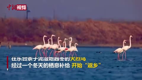 在黄海湿地越冬的火烈鸟开始“返乡”