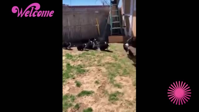 A BEAUTIFUL VIDEO OF THIS MOTHER PLAYING WITH HER PUPPIES