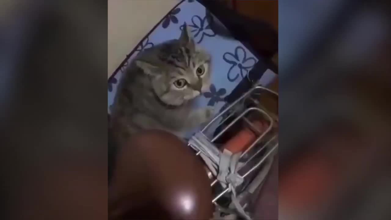 New funny cat video