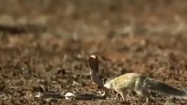 mongooses vs snake