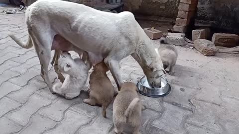 Hungry Newborn Puppies and Disabled Mother