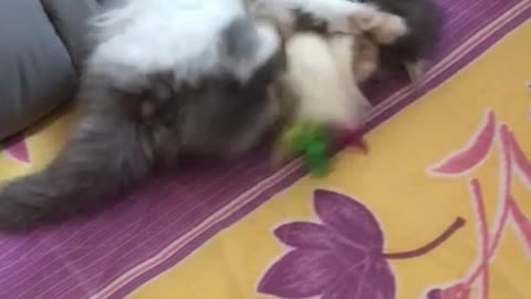 A cute cat lying down and playing with fur toys.