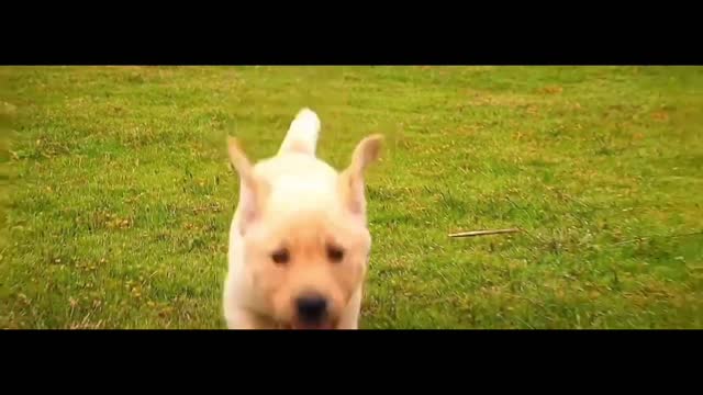Cute little dog