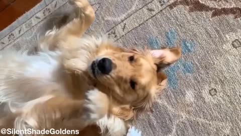 Guilty Golden Retriever plays dead to avoid punishment