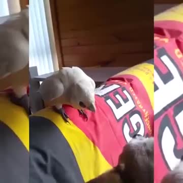 parrot teasing the dog 😂😂🤣🤣🤦‍♂️ 🐶