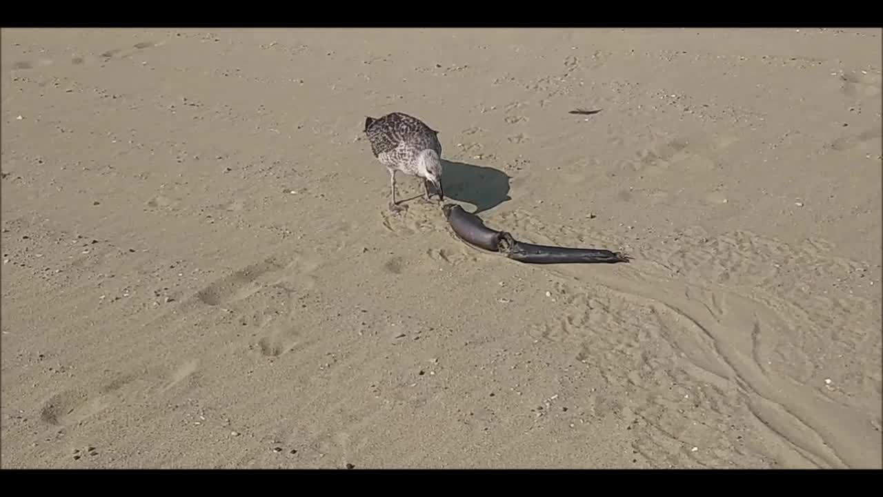 What is this Seagull Eating?