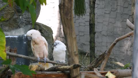 birds in love pair of cockatoo parrots on the tree