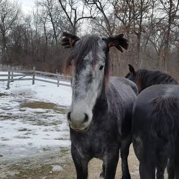 Gracioso caballo usa guantes en sus orejas