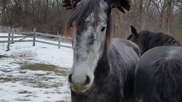 Gracioso caballo usa guantes en sus orejas