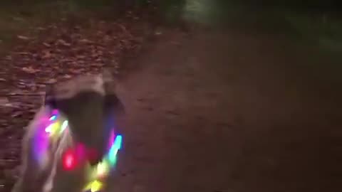 Dog dancing