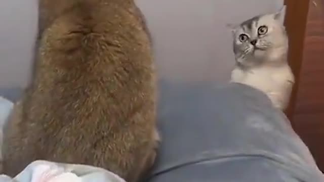 crazy cat wanting to fight