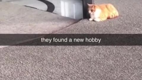 News Break: Funny Video Compilation