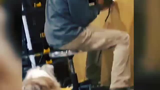 Amazing Animal funny Video || Funny Animal moments #animal #dog #cat