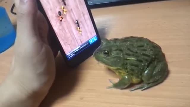 gaming with my pet