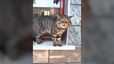 Funny cat||cat videos||pet video||