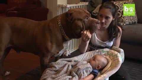 Giant Pit Bull Hulk and Newborn Baby