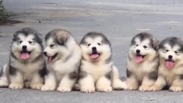 Wow the super pretty! animal shorts video #shorts