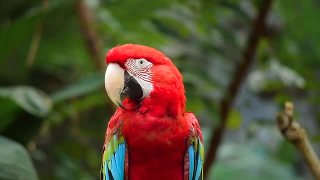 Red parrot videos