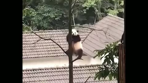 Super cute little animals