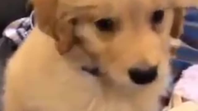 Cute Dog Reacts To The Siren!! VERY FUNNY