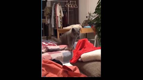 Funny scarey curious cat