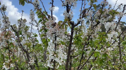 Visit to cherry farm melbourne