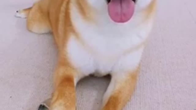 Perfect dog 🐕 training / best dog training in the world