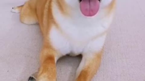Perfect dog 🐕 training / best dog training in the world