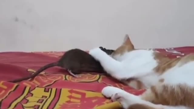 Real-life Tom and Jerry: The hilarious story of a cat and a mouse who became best friends