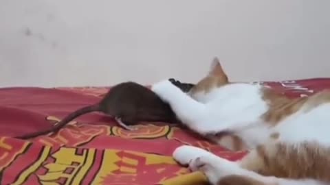 Real-life Tom and Jerry: The hilarious story of a cat and a mouse who became best friends