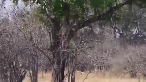 The Eagle Dies While Hunting Octopus In The Ocean