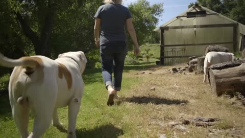 ALL ABOUT LIVING WITH AMERICAN BULLDOGS