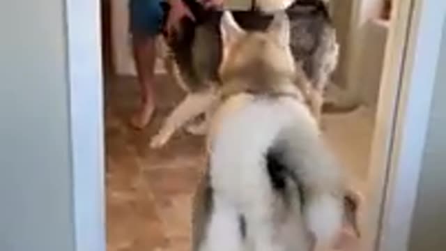 Huskies FREAK OUT After Owner VANISHES! #shorts