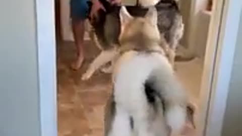 Huskies FREAK OUT After Owner VANISHES! #shorts