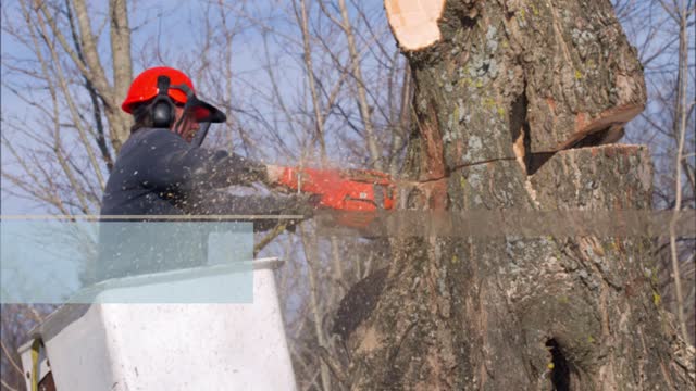 EHM Pro Tree Service - (770) 215-5525