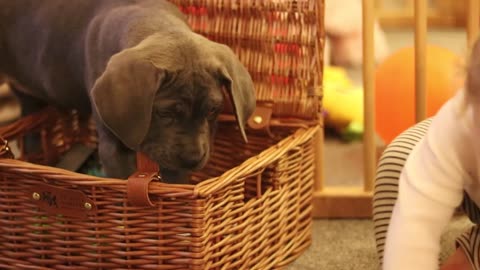 CANE CORSO PUPPY! The BEST Things About New Puppies!