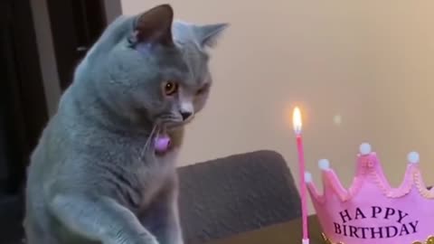 OMG So Cute ♥ Best Funny Cat Videos 2021