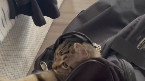 Refleks cat