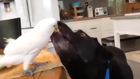 Bird and dog funny
