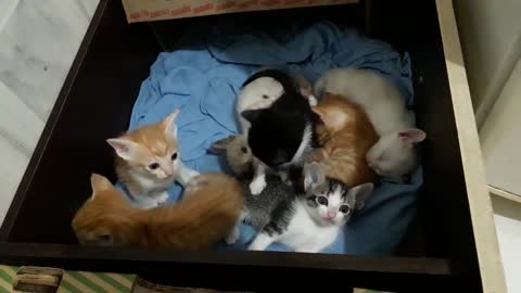 Mesversary of the 7 Kittens