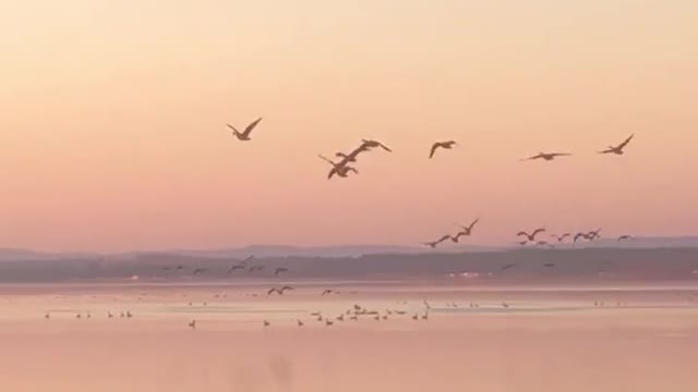 Sunset and Canadian Geese Migration begins