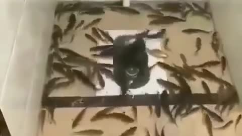 Cute and adorable animal behavior makes anyone happy to see it