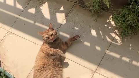 Happy cat sunbathing